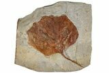3.9" Fossil Leaf (Zizyphoides) - Montana - #199628-1